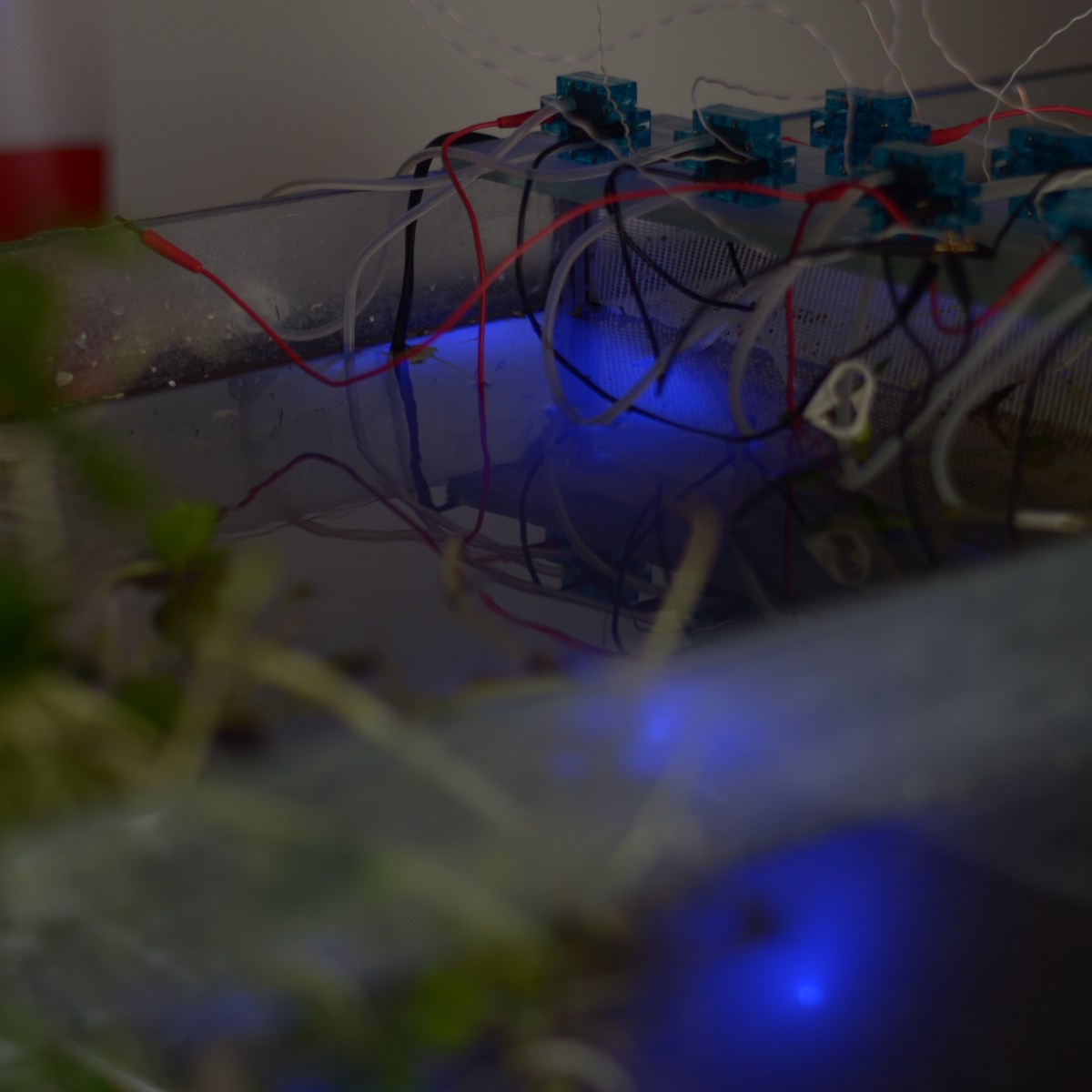 LED_Eichhornia Crassipes