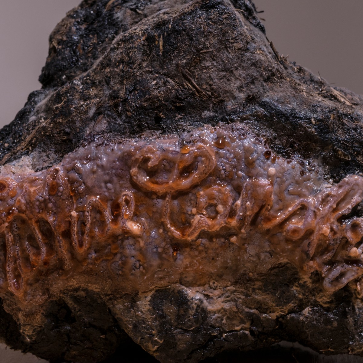 La caída del&nbsp;jaguar